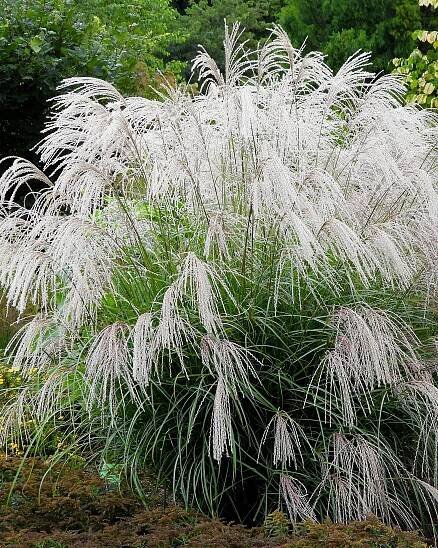 the white flowers are blooming in the garden