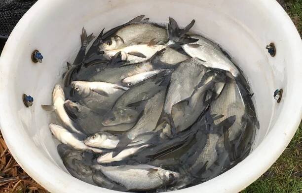 Fish for Sale 