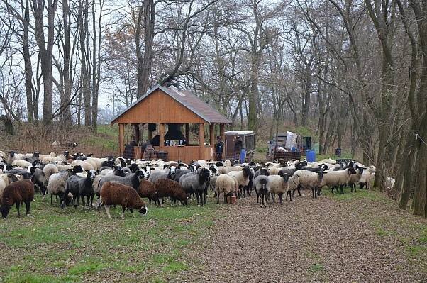 KULTURA 2016 – OVČÍ FARMA PODYJÍ