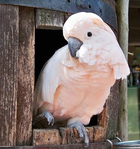 KAKADU MOLUCKÝ | ZOO Tábor