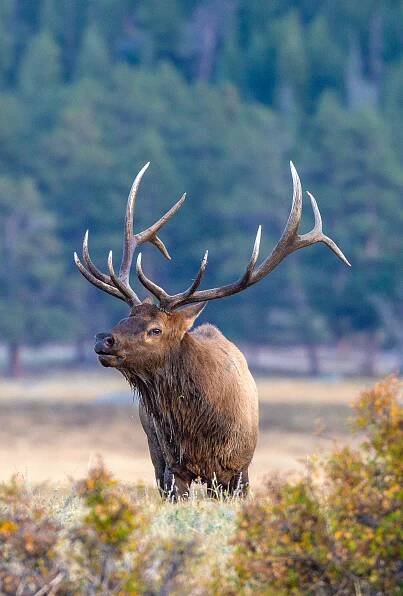 Wildlife – Flatirons Photography