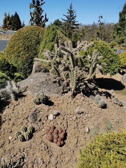 Čtenáři výletují: V Miniarboretum U Holubů vás ohromí nejen čarodějné metly