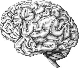 Mozek a jeho struktura | Herbalus