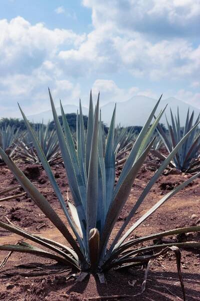 bezplatná Základová fotografie zdarma na téma agáve, agave americana, agaves Základová fotografie