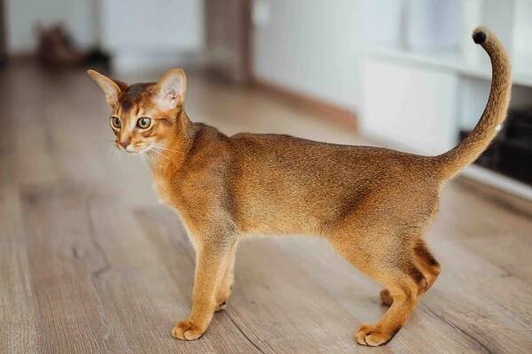 Abyssinian - Cat Breed Guide