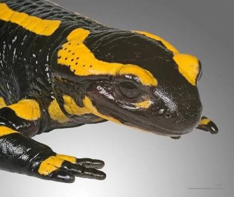 alt: Mlok skvrnitý (*Salamandra salamandra*). Zdroj Wikimedia Commons, autor Didier Descouens, licence Creative Commons Attribution-Share Alike 3.0 Unported.