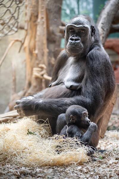 Jak prospívají gorilí mláďata? Podívejte se na nejnovější snímky z pražské zoo