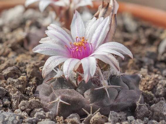 Turbinicarpus schmiedickeanus ssp. bonatzii VM 89 San Bartolo, SLP - 10 seeds