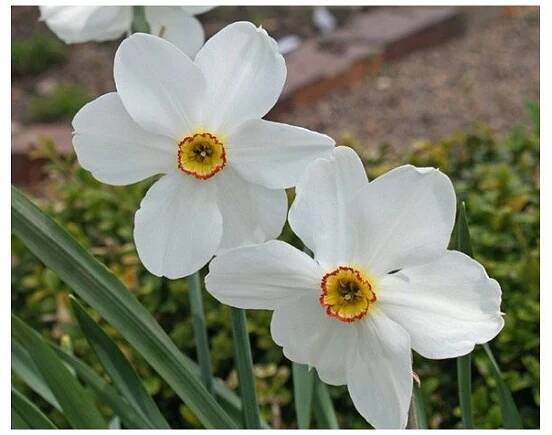 Narcis poetický Actaea - Narcissus poeticus - prodej cibulovin - 3 ks