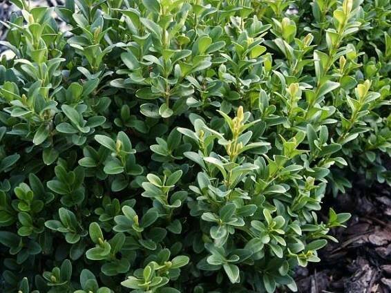 Buxus sempervirens Pyramidalis