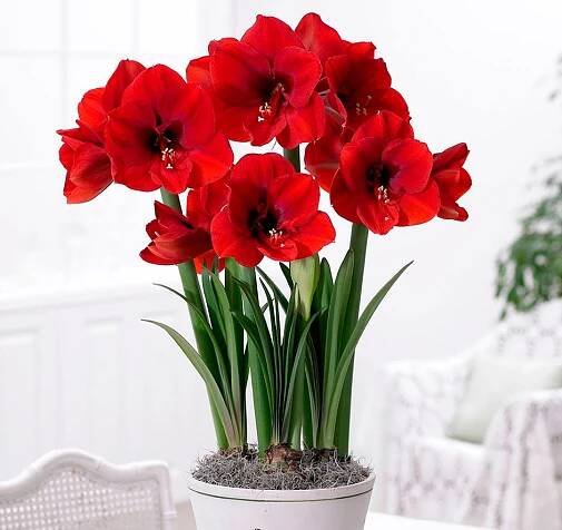 Nenáročná květina hippeastrum - domácí péče