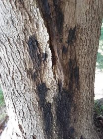 Japanese Maple Tree Bark Diseases Pictures - Japanese Maple Tree Bark ...