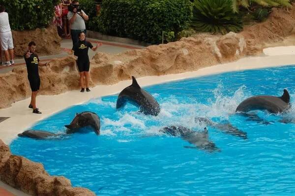 Tenerife, Španělsko-28. června 2011: show s delfíny v bazénu, Loro Parque, Puerto de la Cruz, Santa Cruz de Tenerife, Kanárské ostrovy, Španělsko — Stock obrázek