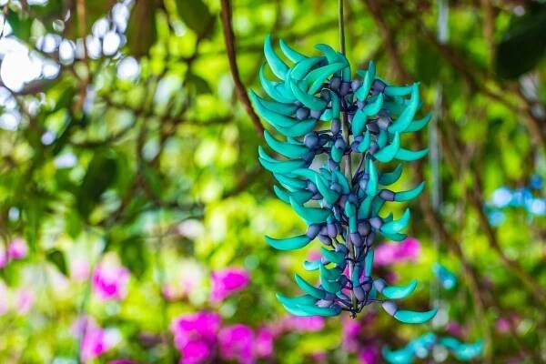 Kvetoucí nefritová liána (Zdroj: Shutterstock)