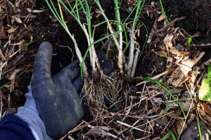 Chives lifted from ground with gloves and exposing roots