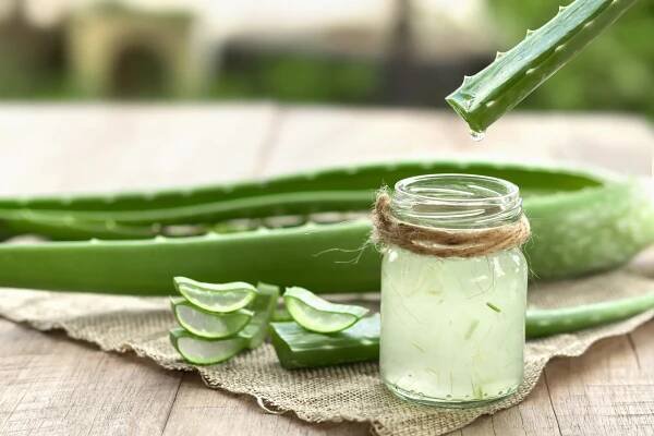 Aloe vera na podporu imunity aj na trávenie: Pripravte si z nej všestrannú tinktúru!