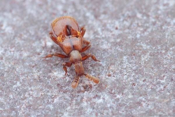 Claviger testaceus - kyjorožec narudlý | Staphylinidae - drabčíkovití | Natura Bohemica