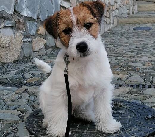 Jack Russell teriér