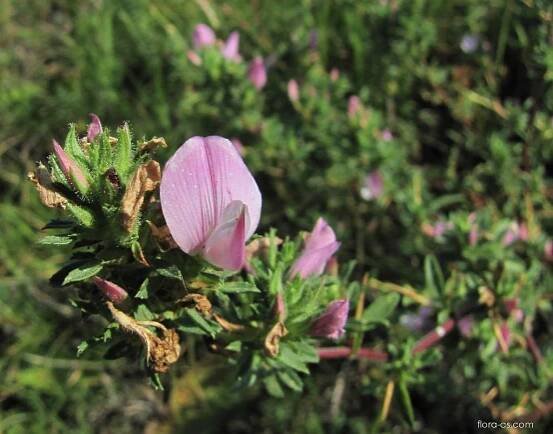 Jehlice trnitá (Ononis spinosa)