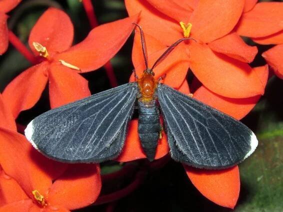 Geometroidea