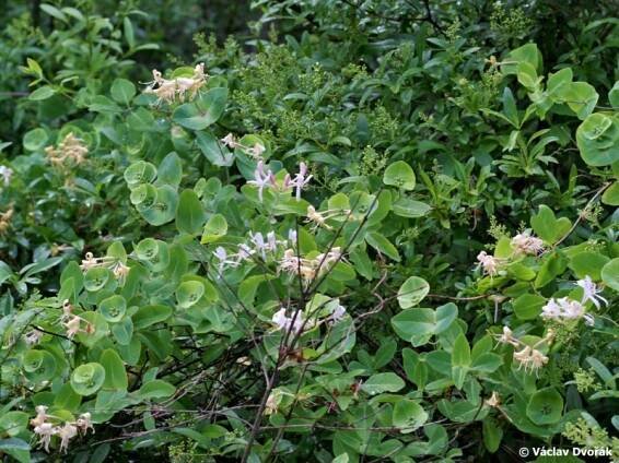 Lonicera caprifolium - zimolez kozí list | Caprifoliaceae - zimolezovité | Natura Bohemica