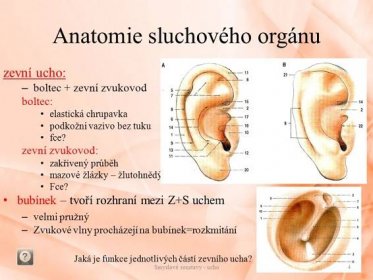 zevní ucho: boltec + zevní zvukovod. boltec: elastická chrupavka. podkožní vazivo bez tuku. fce zevní zvukovod: zakřivený průběh. mazové žlázky – žlutohnědý ušní maz. Fce bubínek – tvoří rozhraní mezi Z+S uchem. velmi pružný. Zvukové vlny procházejí na bubínek=rozkmitání. Jaká je funkce jednotlivých částí zevního ucha Smyslové soustavy - ucho.