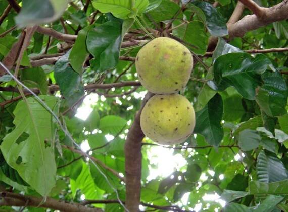 garcinia_mangostana_mangosteen003014.jpg
