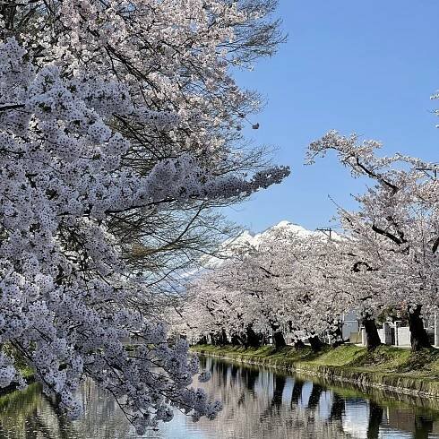 Visiting Hirosaki for Cherry Blossom Was an Unforgettable Experience. Castle Parks, Mt Iwaki and Many more | Yorozuya