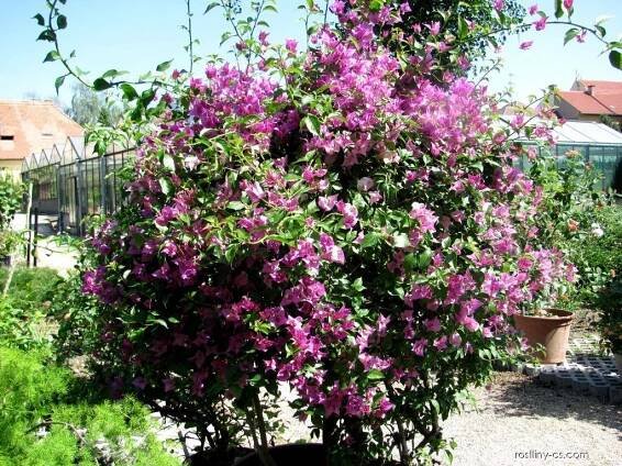 Bugenvilea lysá - Bougainvillea glabra