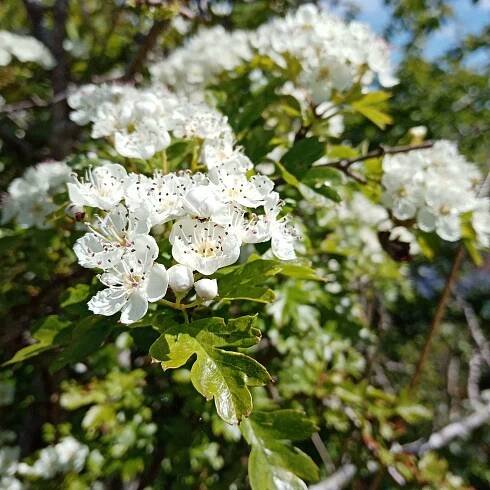 Hawthorn flowers