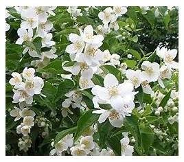 Philadelphus 'Belle Etoile' (nepravý jasmín) Pustoryl 'Belle Etoile' - PRODEJ ROSTLIN