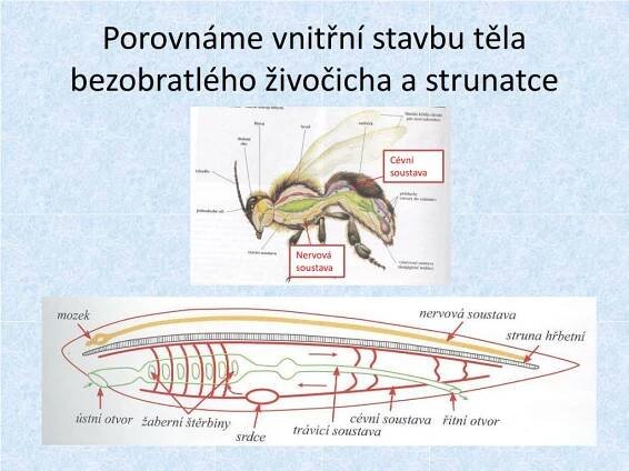PPT - Název:VY_32_INOVACE_PR7_03 Strunatci – vyšší živočichové PowerPoint Presentation - ID:3238989