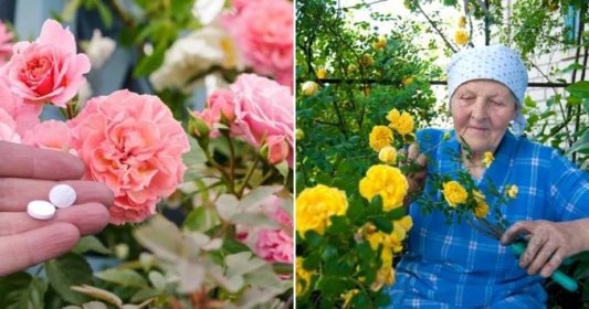 Nejúčinnějšího ochránce růží prodávají v lékárně: Žádný strach - není drahý, ochrání před všemi nemocemi a svou práci odvede na 110 %