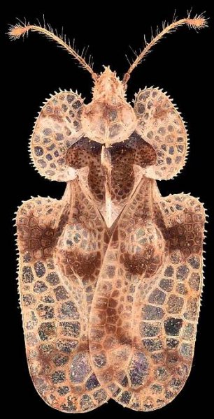 A close up vertical image of an adult Corythucha arcuata pictured on a black background.