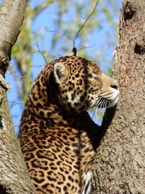 Bůh přichází v noci: Amazonští jaguáři bojují o přežití