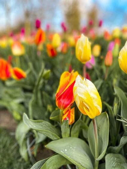 Cesta za tulipány