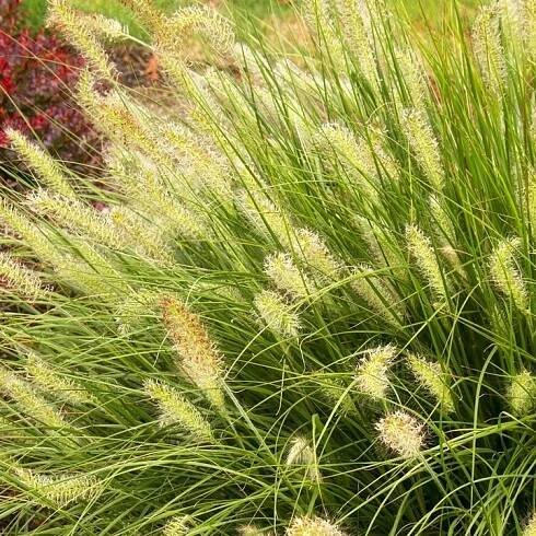 Rozplenica japońska 'Hameln Gold'