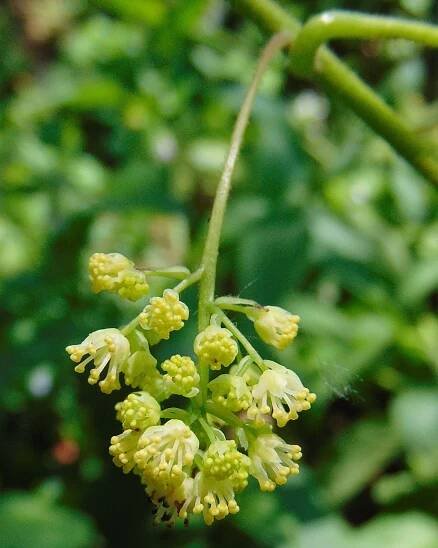 Soubor:Moonseed flowers.jpg – Wikipedie