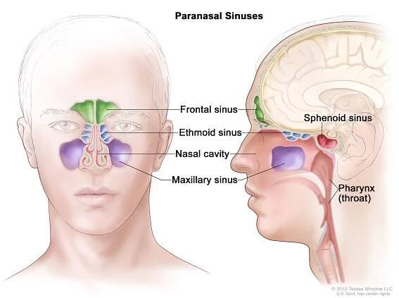 ENT Specialist Doctor In Mumbai nose - FUNCTIONAL ENDOSCOPIC SINUS SURGERY (FESS)