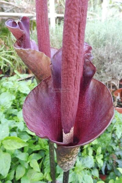 Amorphophallus rivieri - zmijovec, áronova hůl Zahradnictví Krulichovi - zahradnictví, květinářství, trvalky, skalničky