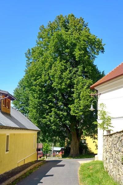 Lípa v Ovesných Kladrubech