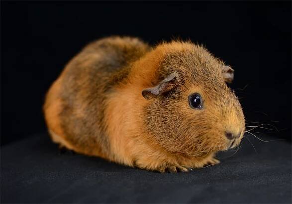 Santa Barbara Skinny Pigs