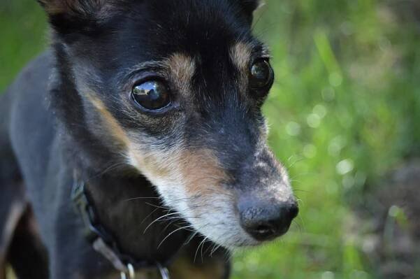 Psi k adopci z útulků, azylů a neziskových organizací