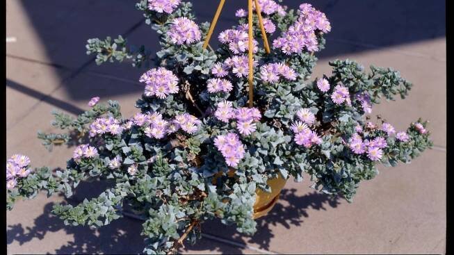 Oskularie / Oscularia deltoides