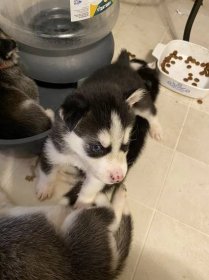Siberian Husky Puppies For Sale | Coulee Dam, WA #335455