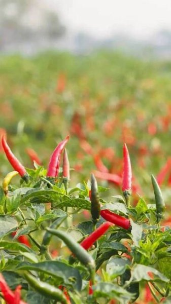 8 plants that can be grown hydroponically