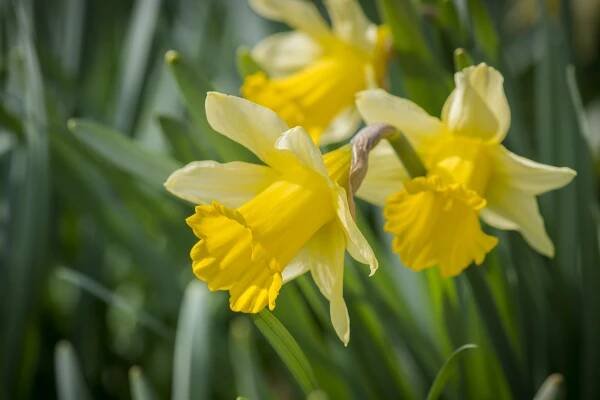 Guide to British daffodils, when to plant and where to see them in the wild