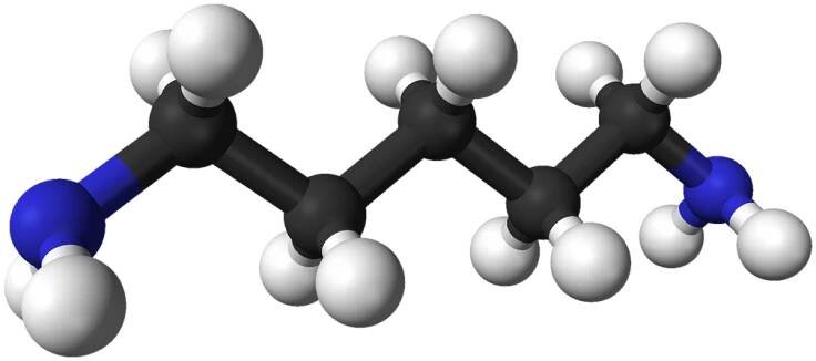 Kadaverín – Wikipédia