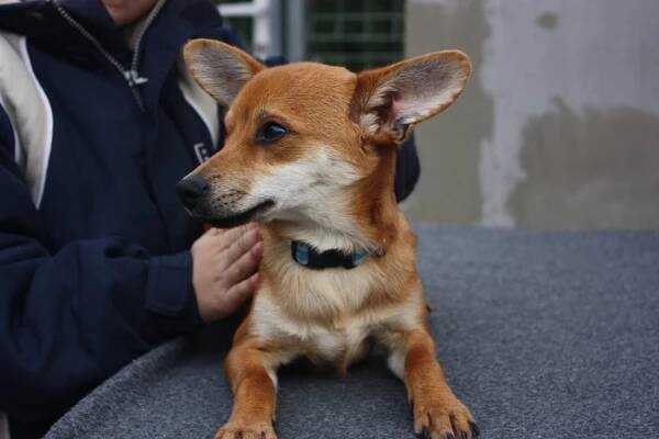 Psi k adopci z útulků, azylů a neziskových organizací
