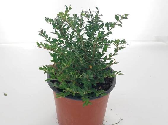 Zimolez kloboukatý `Mossgreem`